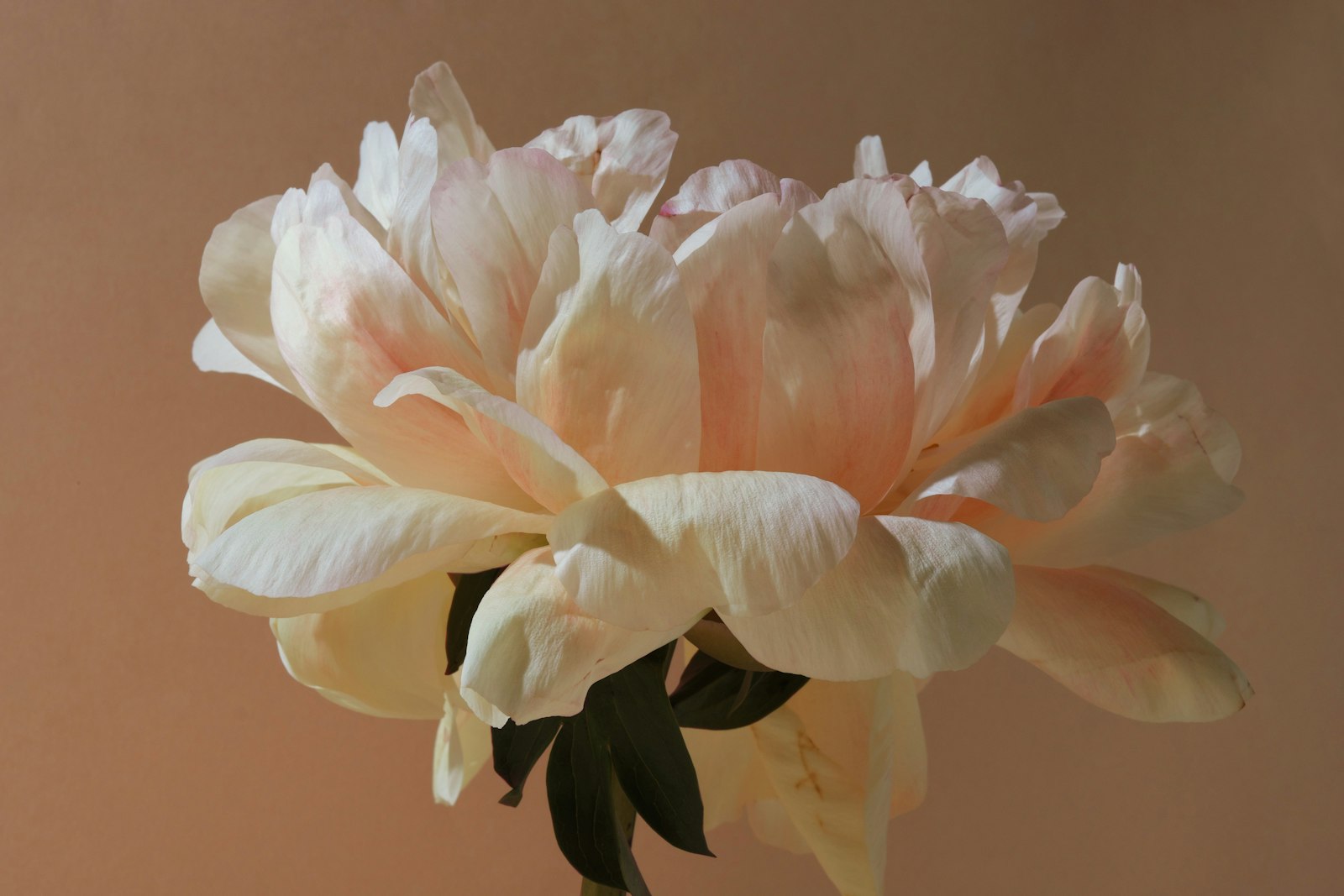 Soft pink peony in full bloom