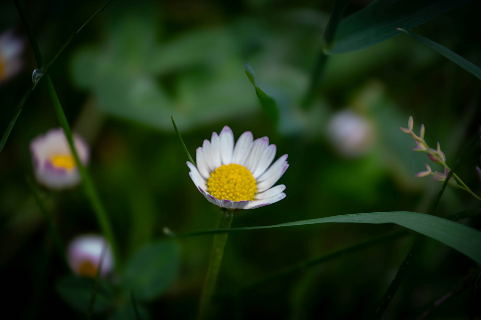 Daisy in grass