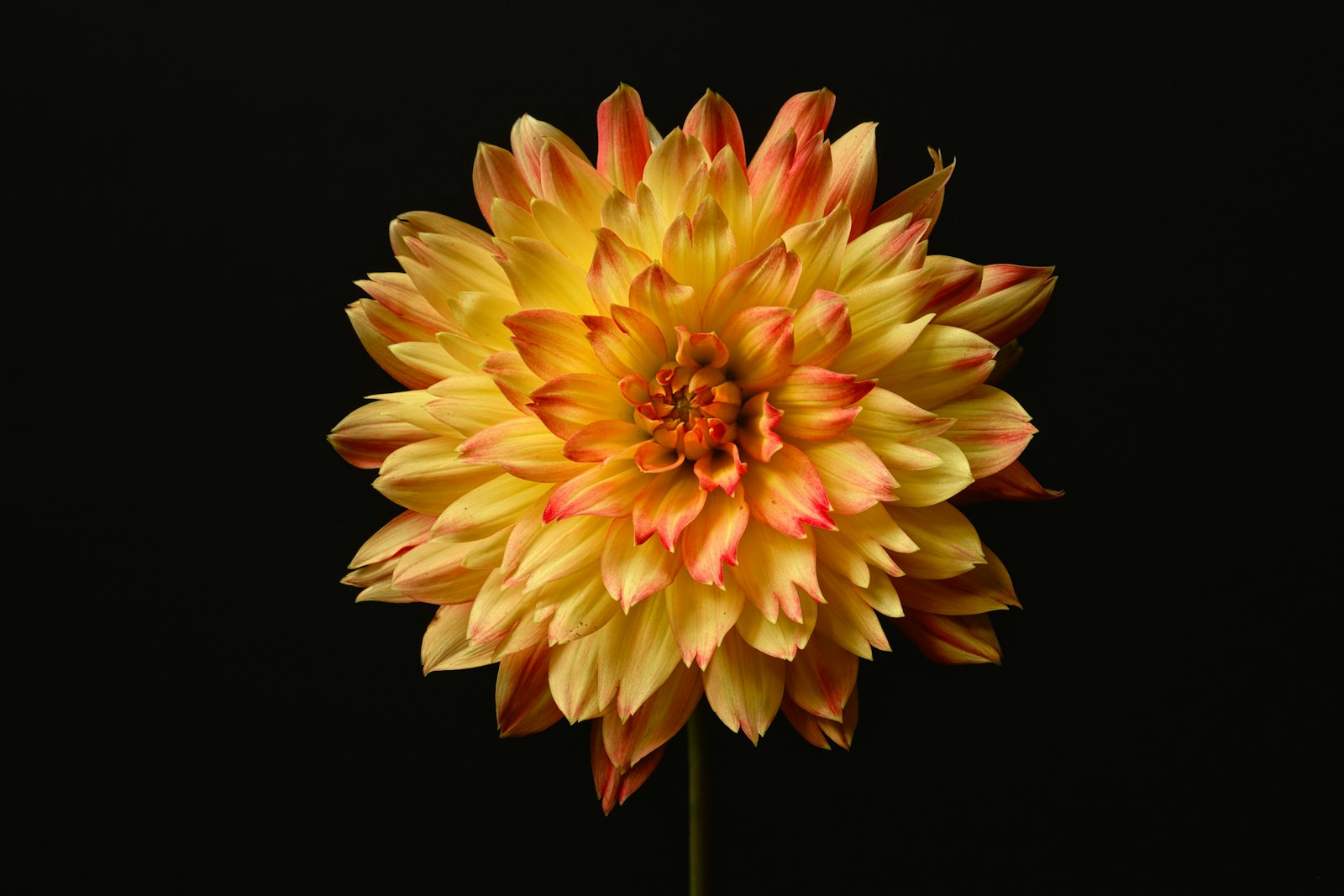 Red dahlia flower